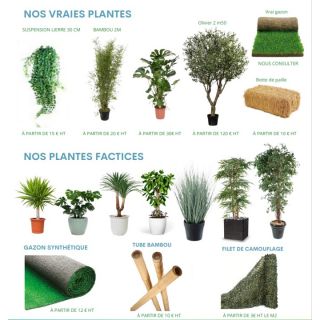 Plantes en location