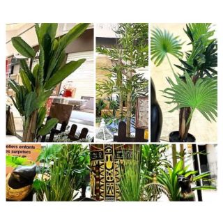 Les Plantes Décoratives